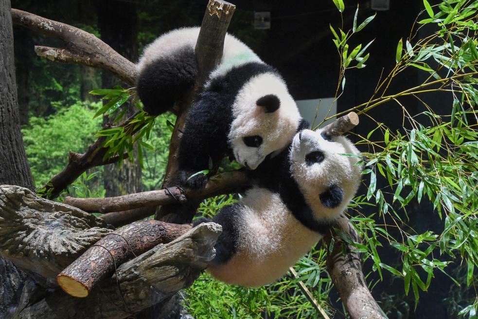 Twin panda cubs Xiao Xiao and his sister Lei Lei made their debut on Wednesday at Tokyo's Ueno Zoological Gardens. Photo: Tokyo Zoological Park Society
