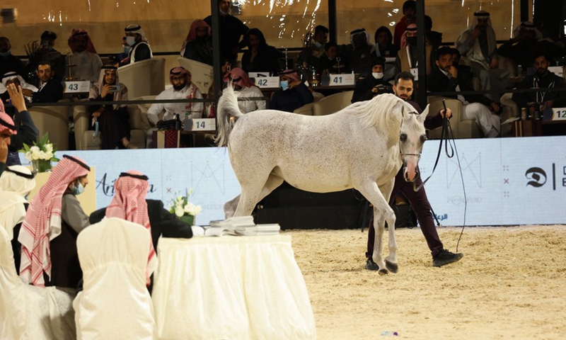 A horse is displayed during an auction at Saudi Arabian Horses Festival in Riyadh, Saudi Arabia, on Jan. 10, 2022.(Photo: Xinhua)