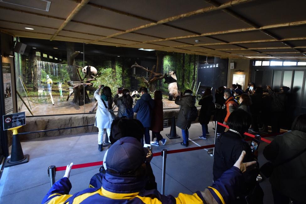 Visitors selected by a lottery were divided into groups of six to eight people to enter the panda quarters one by one. Photo: Tokyo Zoological Park Society