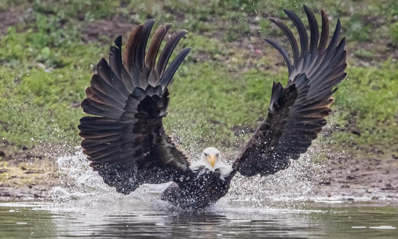 Photo taken on Jan. 11, 2022 shows a bald eagle at a park in Milpitas, California, the United States. (Photo: Xinhua)