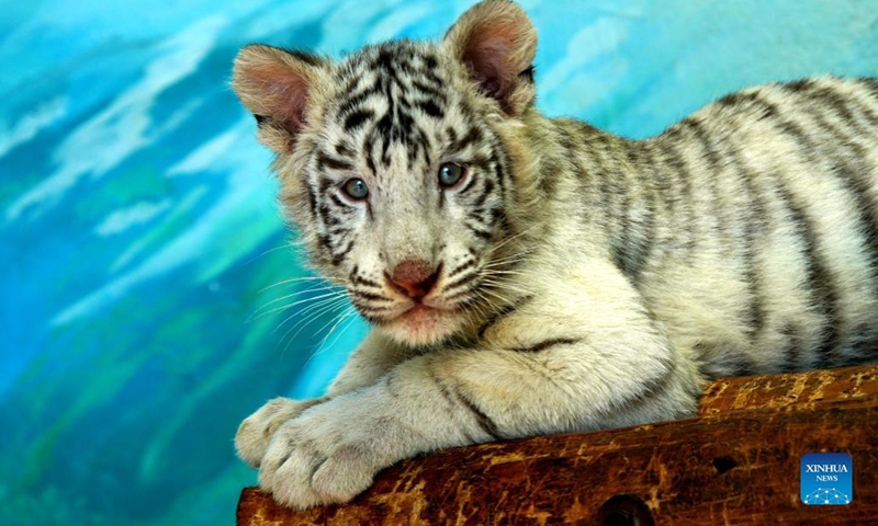 White tiger cub Xiaobai is seen at Shanghai Wild Animal Park in Shanghai, east China, Jan. 12, 2022. White tiger cub Xiaobai, born on Sept. 21, 2021, is being nurtured at present in Shanghai Wild Animal Park with other two Siberian tiger cubs.(Photo: Xinhua)