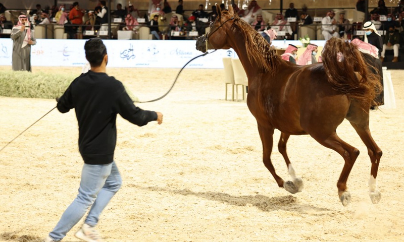 A horse is displayed during an auction at Saudi Arabian Horses Festival in Riyadh, Saudi Arabia, on Jan. 10, 2022.(Photo: Xinhua)