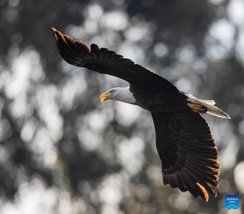Photo taken on Jan. 11, 2022 shows a bald eagle at a park in Milpitas, California, the United States. (Photo: Xinhua)