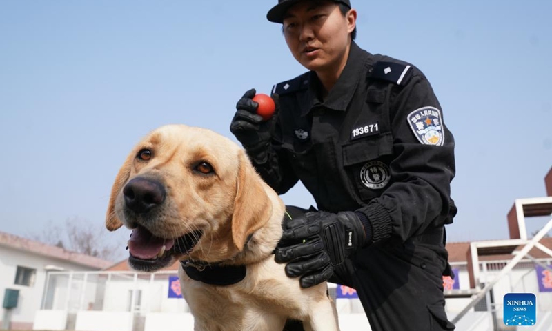 Police dog Peter gets trained by its instructor Ding Yan in Wuhan, capital of central China's Hubei Province, Jan. 12, 2022. Policemen of the Wuhan Railway Bureau started to train police dogs to ensure the safety of passengers during the upcoming Spring Festival travel rush. This year's Spring Festival falls on Feb. 1.(Photo: Xinhua)