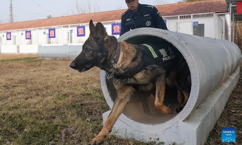 Police dog Anna gets trained by its instructor Liang Wenlong in Wuhan, capital of central China's Hubei Province, Jan. 12, 2022. Policemen of the Wuhan Railway Bureau started to train police dogs to ensure the safety of passengers during the upcoming Spring Festival travel rush. This year's Spring Festival falls on Feb. 1.(Photo: Xinhua)