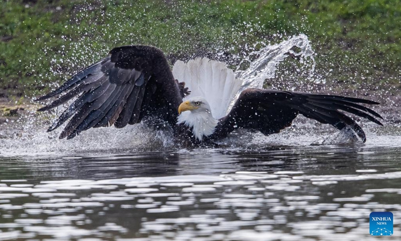 Photo taken on Jan. 11, 2022 shows a bald eagle at a park in Milpitas, California, the United States. (Photo: Xinhua)