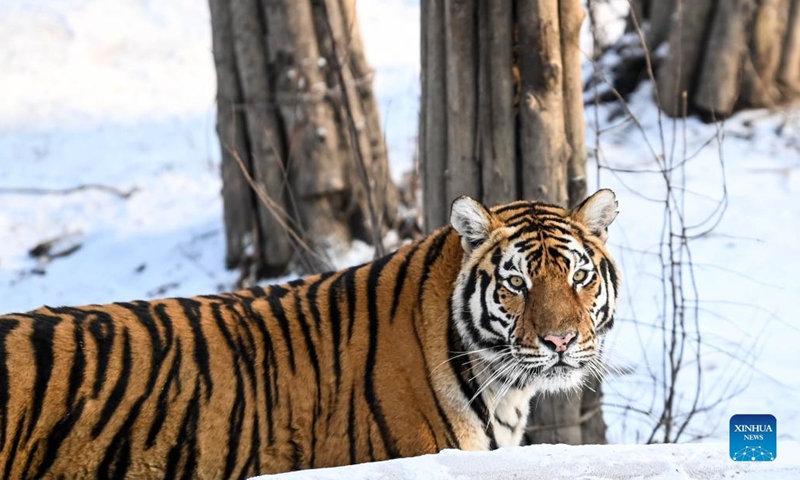 A Siberian tiger is seen at the Siberian Tiger Park in Changchun City, capital of northeast China's Jilin Province, Jan. 13, 2022.(Photo: Xinhua)