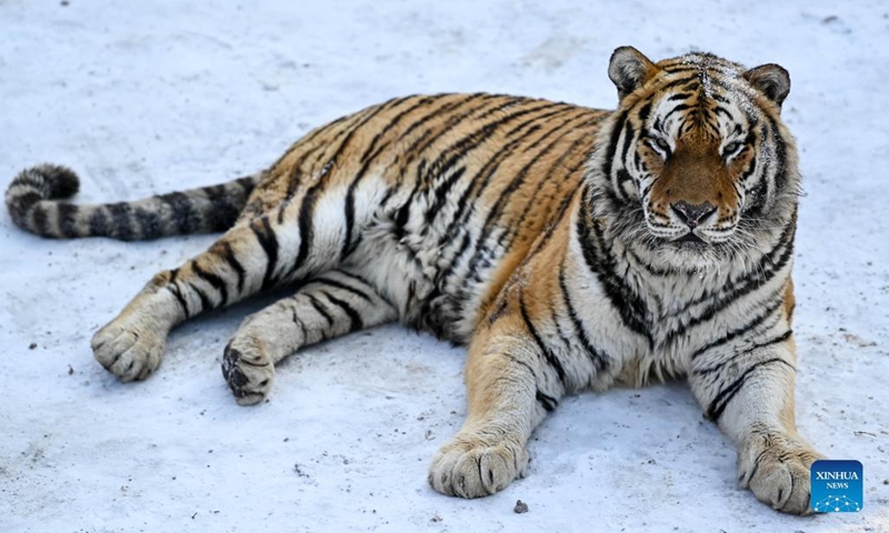A Siberian tiger is seen at the Siberian Tiger Park in Changchun City, capital of northeast China's Jilin Province, Jan. 13, 2022.(Photo: Xinhua)