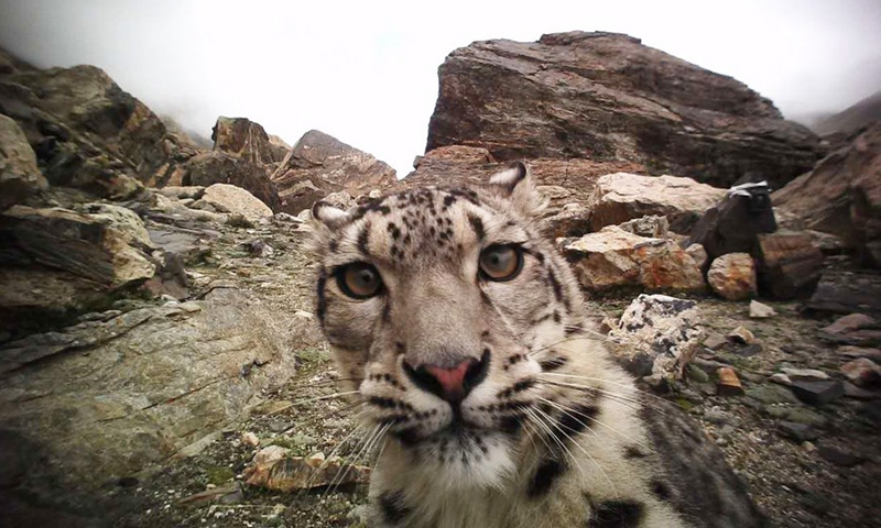 A snow leopard is seen in an undated infrared photo taken in Mount Qomolangma National Nature Reserve in southwest China's Tibet Autonomous Region.(Photo: Xinhua)
