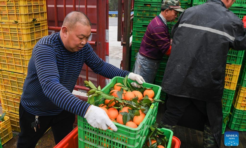 Villagers load navel oranges onto trucks in Jiangnan Village of Yongle Township in Fengjie County, southwest China's Chongqing, Jan. 13, 2022.Photo:Xinhua