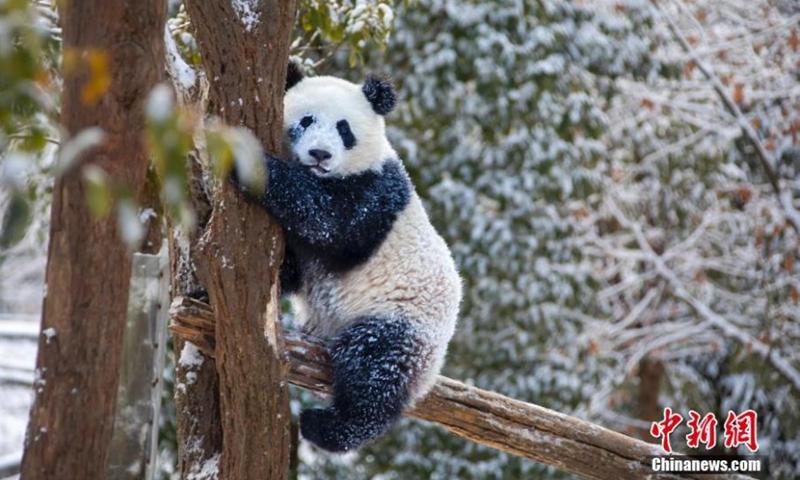 2022年1月13日，一只熊猫在中国四川省汶川县玩雪。图片：中新社