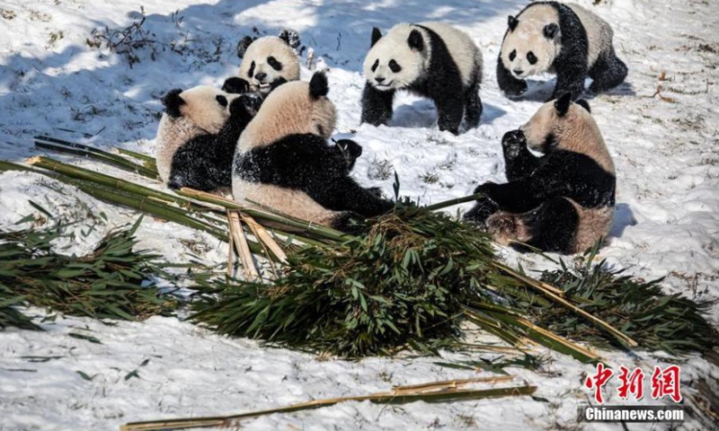 2022年1月13日，熊猫在中国四川省汶川县的雪世界中玩耍。照片：中新社