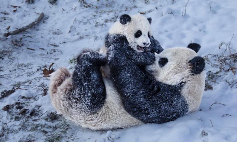 Two pandas play with each other in snow in Wenchuan County of China’s Sichuan Province, January 13, 2022.Photo:China News Service