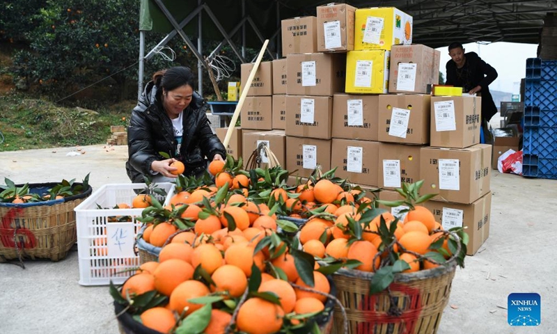A villager sorts navel oranges in Jiangnan Village of Yongle Township in Fengjie County, southwest China's Chongqing, Jan. 13, 2022.Photo:Xinhua