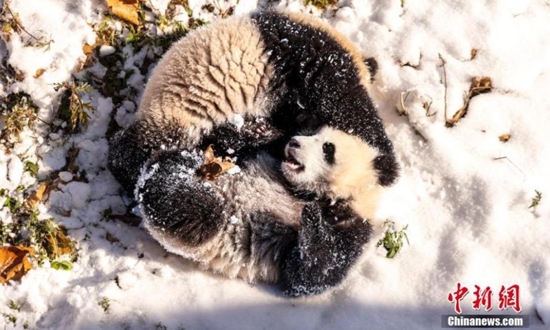 2022年1月13日，中国四川省汶川县，两只大熊猫在雪地里玩耍。图片：中新社