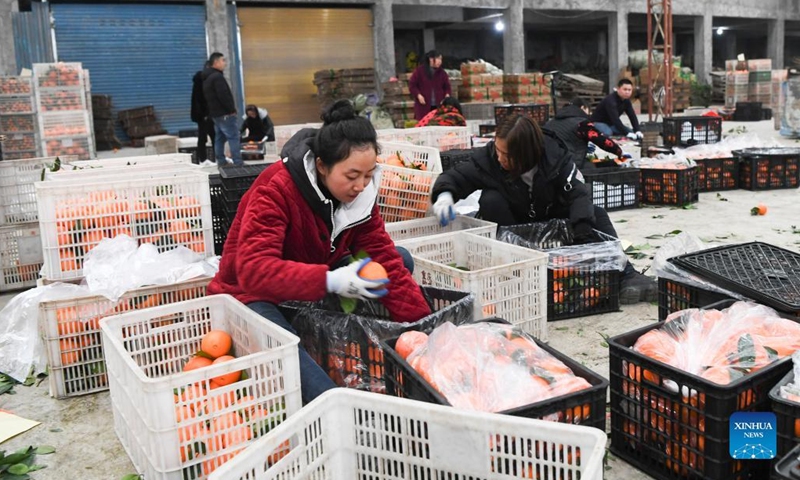 Villagers pick navel oranges in Jiangnan Village of Yongle Township in Fengjie County, southwest China's Chongqing, Jan. 13, 2022.Photo:Xinhua