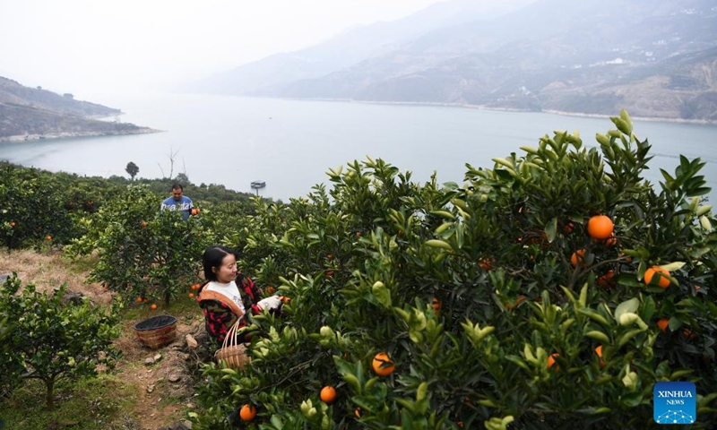 Villagers pick navel oranges in Jiangnan Village of Yongle Township in Fengjie County, southwest China's Chongqing, Jan. 13, 2022.Photo:Xinhua
