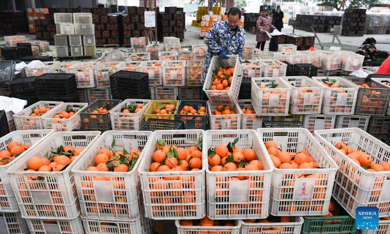 A staff member arranges navel oranges in Yongle Township of Fengjie County, southwest China's Chongqing, Jan. 13, 2022.Photo:Xinhua