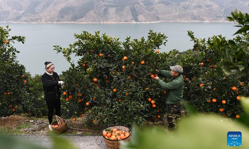 Villagers pick navel oranges in Jiangnan Village of Yongle Township in Fengjie County, southwest China's Chongqing, Jan. 13, 2022.Photo:Xinhua
