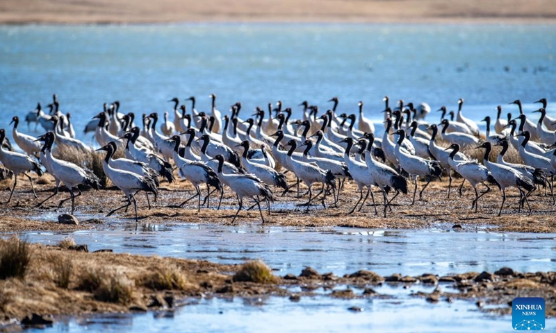 Black-necked cranes are seen at Dashanbao Black-neck Crane Nature Reserve in Zhaotong City, southwest China's Yunnan Province, Jan. 14, 2022.Photo:Xinhua