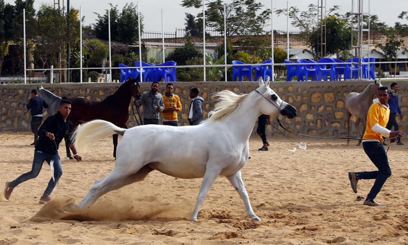 A breeder leads a horse during an Egyptian Arabian horse beauty contest in Sharqia province, Egypt, on Jan. 15, 2022.Photo:Xinhua
