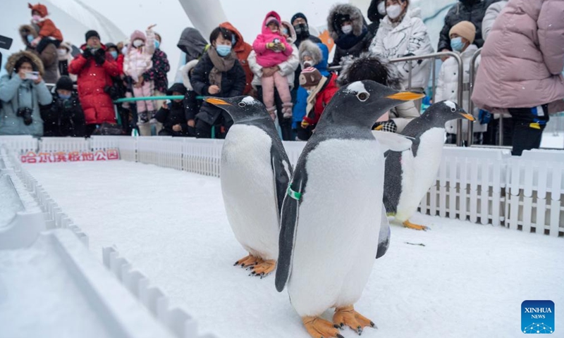 People view a penguin at Harbin Polarpark in Harbin, capital of northeast China's Heilongjiang Province, Jan. 15, 2022.Photo:Xinhua