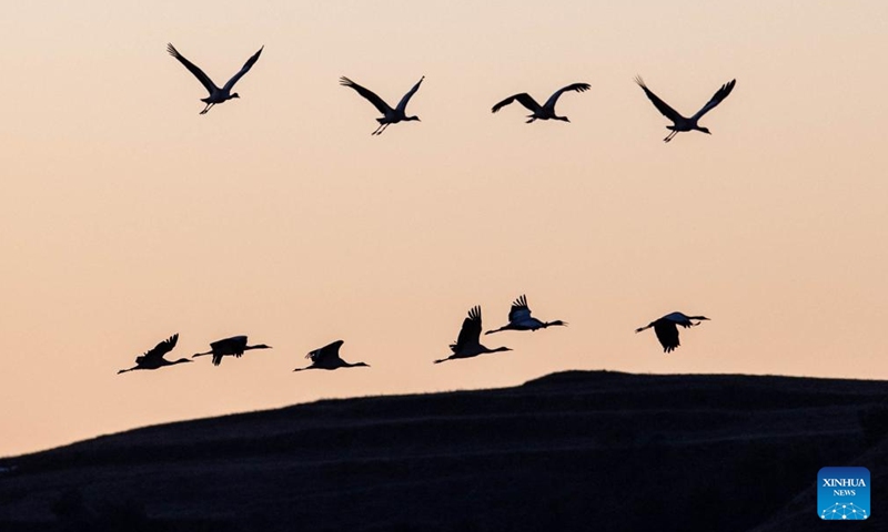 A flock of black-necked cranes fly over the Dashanbao Black-neck Crane Nature Reserve in Zhaotong City, southwest China's Yunnan Province, Jan. 14, 2022.Photo:Xinhua
