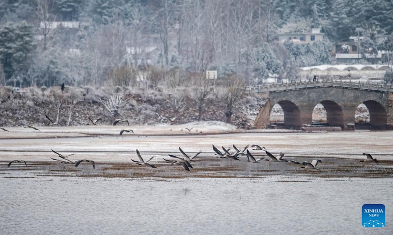 Black-necked cranes are seen at Dashanbao Black-neck Crane Nature Reserve in Zhaotong City, southwest China's Yunnan Province, Jan. 14, 2022.Photo:Xinhua