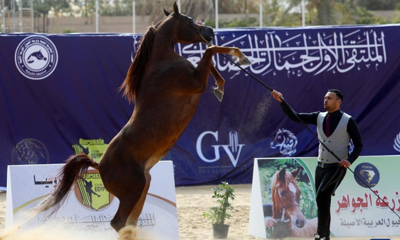 A breeder leads a horse during an Egyptian Arabian horse beauty contest in Sharqia province, Egypt, on Jan. 15, 2022.Photo:Xinhua