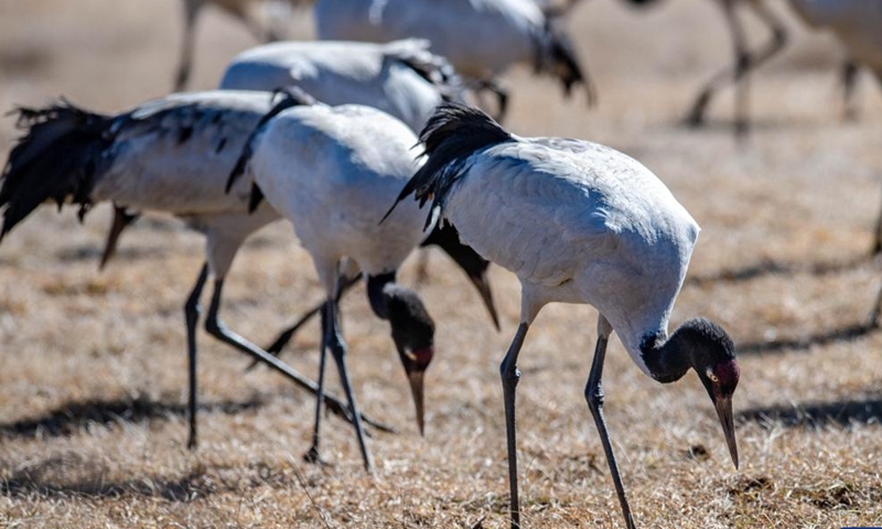 Black-necked cranes are seen at Dashanbao Black-neck Crane Nature Reserve in Zhaotong City, southwest China's Yunnan Province, Jan. 14, 2022.Photo:Xinhua