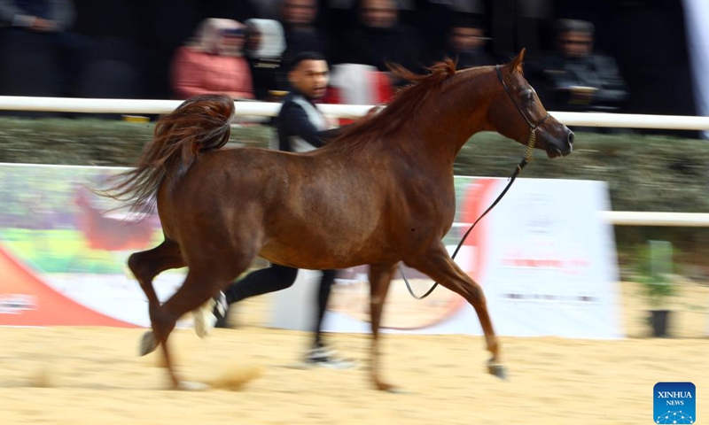A breeder leads a horse during an Egyptian Arabian horse beauty contest in Sharqia province, Egypt, on Jan. 15, 2022.Photo:Xinhua