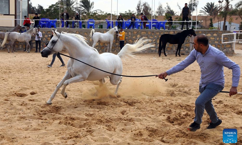 A breeder leads a horse during an Egyptian Arabian horse beauty contest in Sharqia province, Egypt, on Jan. 15, 2022.Photo:Xinhua
