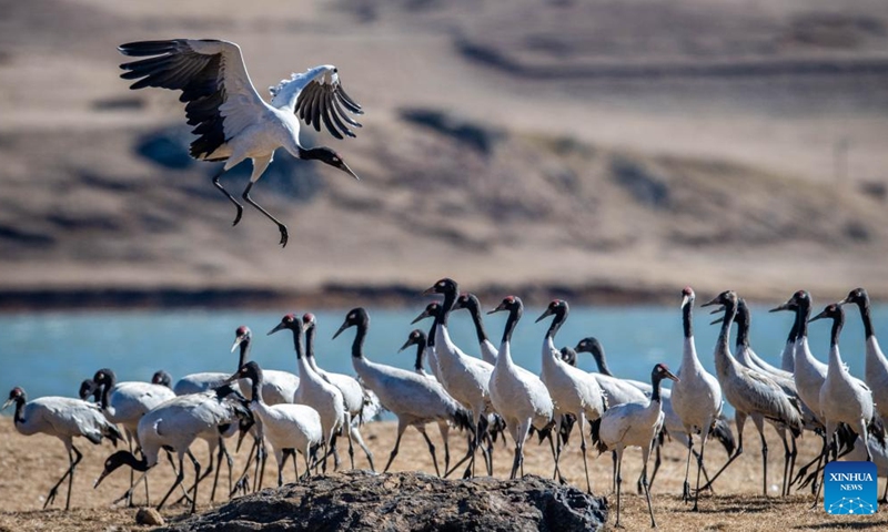 Black-necked cranes are seen at Dashanbao Black-neck Crane Nature Reserve in Zhaotong City, southwest China's Yunnan Province, Jan. 14, 2022.Photo:Xinhua