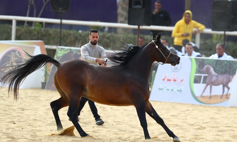 A breeder leads a horse during an Egyptian Arabian horse beauty contest in Sharqia province, Egypt, on Jan. 15, 2022.Photo:Xinhua