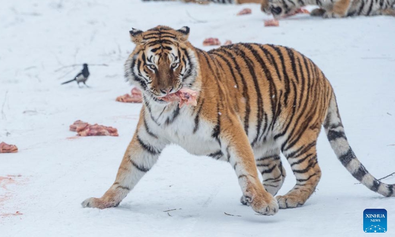 Photo taken on Jan. 15, 2022 shows a Siberian tiger eating at the Siberian Tiger Park in northeast China's Heilongjiang Province.Photo:Xinhua