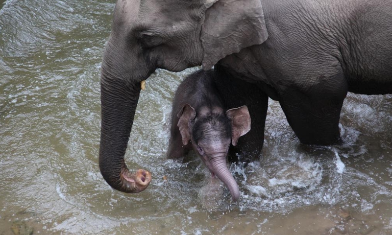 A wild Asian elephant calf is seen at the Wild Elephant Valley in the Xishuangbanna national nature reserve, southwest China's Yunnan Province, Jan. 2, 2022.Photo:Xinhua