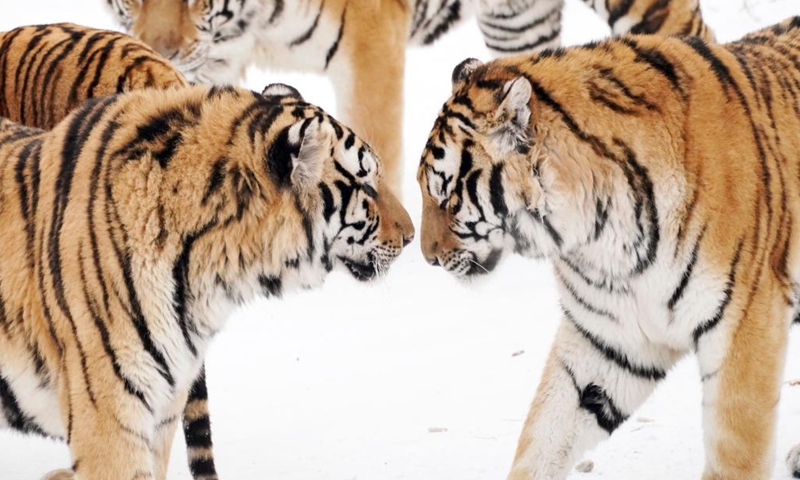 Photo taken on Jan. 15, 2022 shows Siberian tigers at the Siberian Tiger Park in northeast China's Heilongjiang Province.Photo:Xinhua