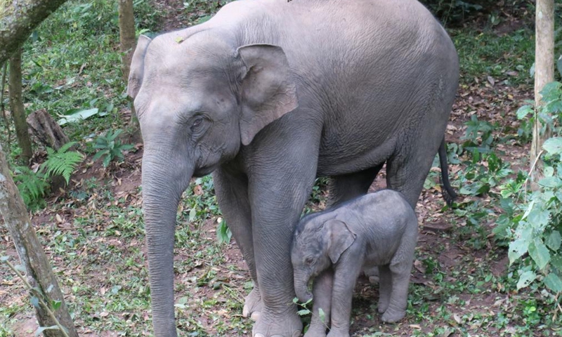 A wild Asian elephant calf is seen at the Wild Elephant Valley in the Xishuangbanna national nature reserve, southwest China's Yunnan Province, Jan. 2, 2022.Photo:Xinhua
