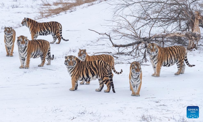 Photo taken on Jan. 15, 2022 shows Siberian tigers at the Siberian Tiger Park in northeast China's Heilongjiang Province.Photo:Xinhua