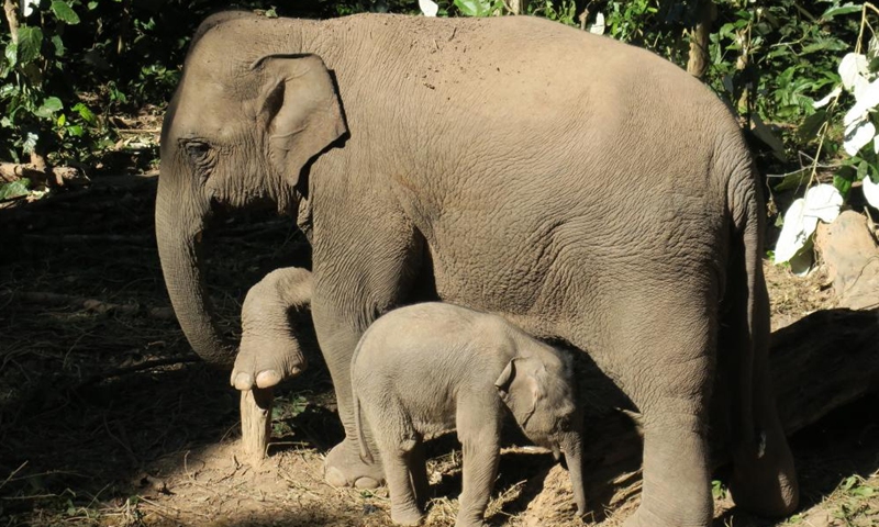 A wild Asian elephant calf is seen at the Wild Elephant Valley in the Xishuangbanna national nature reserve, southwest China's Yunnan Province, Jan. 2, 2022.Photo:Xinhua