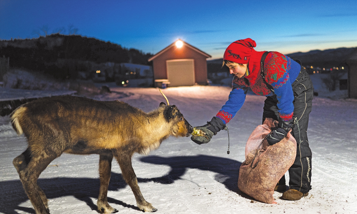 Sissel Stormo Holtan feeds a reindeer outside her home in Namdalseid, Norway, on December 7, 2021. Photo:AFP