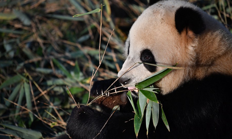A giant panda eats bamboo at the Qinling research center of giant panda breeding in northwest China's Shaanxi Province, Dec. 3, 2019. (Photo: Xinhua)