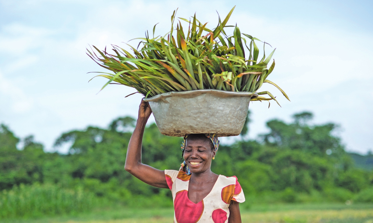 Ghana's farmers arm themselves against freak weather with crop insurance - Vimarsana News