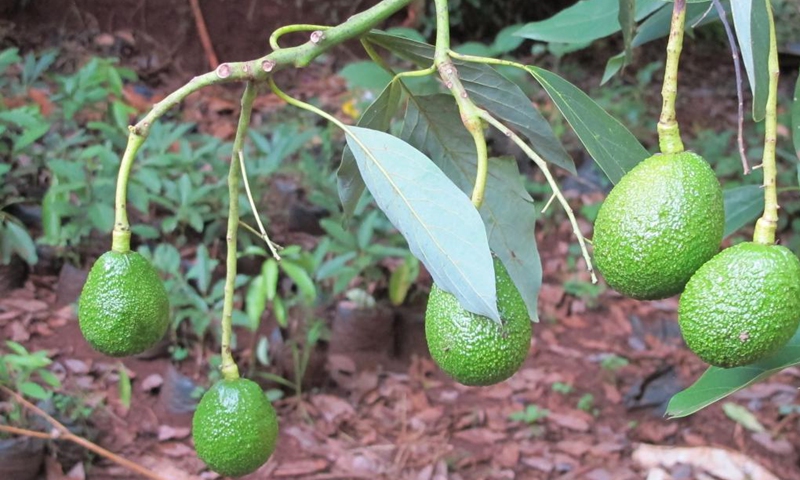 This photo taken on Feb. 4, 2021, shows avocados hanging on a branch of a tree in Muranga County, Kenya.(Photo: Xinhua)