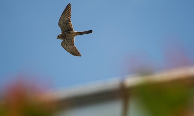 A common kestrel, a rare migrant bird, flies in the sky above the Gardens by the Bay East in Singapore, Jan. 19, 2022.(Photo: Xinhua)