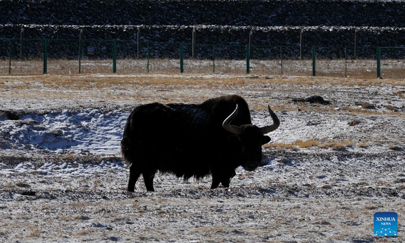 A wild yak is pictured in Hoh Xil, northwest China's Qinghai Province, Jan. 20, 2022.Photo:Xinhua