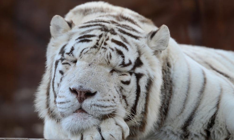 Photo taken on Jan. 22, 2022 shows a tiger living at Wildlife Park Malta in Rabat, Malta.Photo:Xinhua