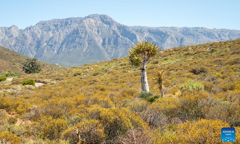Photo taken on Jan. 23, 2022 shows Komaggas coral aloes at the Karoo Desert National Botanical Garden in Worcester, South Africa.Photo:Xinhua