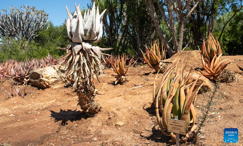Photo taken on Jan. 23, 2022 shows Komaggas coral aloes at the Karoo Desert National Botanical Garden in Worcester, South Africa.Photo:Xinhua
