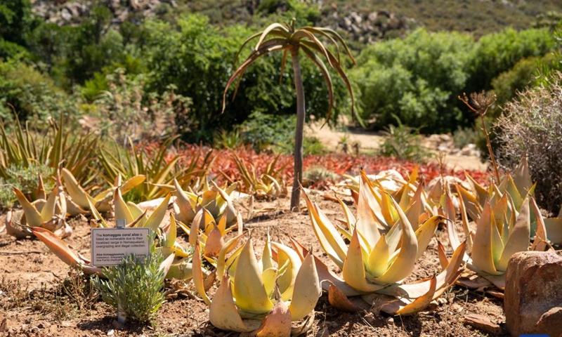 Photo taken on Jan. 23, 2022 shows Komaggas coral aloes at the Karoo Desert National Botanical Garden in Worcester, South Africa.Photo:Xinhua